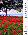 Spider lilies growing in clusters along the shores of Lake Biwa at Genji Beach. 143165839