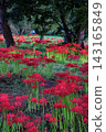 Clusters of spider lilies growing in Katsurahama Park on the shores of Lake Biwa. 143165849