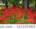 Clusters of spider lilies growing in Katsurahama Park on the shores of Lake Biwa. 143165864