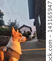 柯基犬散步 143165947