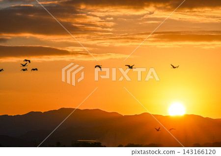 A flock of cranes flying in the dawn sky - Izumi City, Kagoshima Prefecture A flock of cranes flying in the dawn sky - Izumi City, Kagoshima Prefecture 143166120
