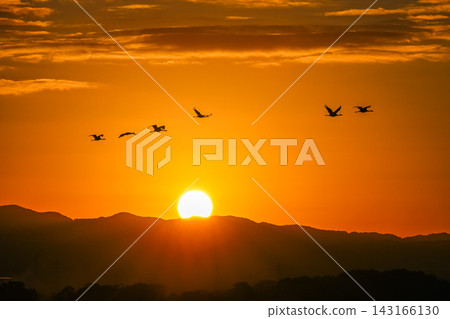 A flock of cranes flying in the dawn sky - Izumi City, Kagoshima Prefecture A flock of cranes flying in the dawn sky - Izumi City, Kagoshima Prefecture 143166130
