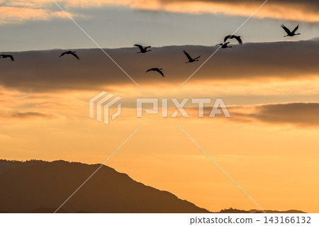 A flock of cranes flying in the dawn sky - Izumi City, Kagoshima Prefecture 143166132