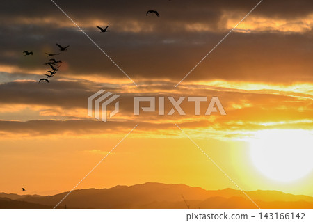 A flock of cranes flying in the dawn sky - Izumi City, Kagoshima Prefecture A flock of cranes flying in the dawn sky - Izumi City, Kagoshima Prefecture 143166142