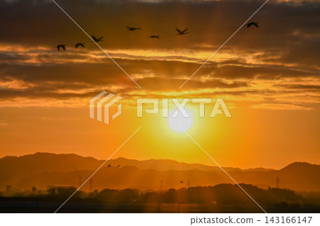 A flock of cranes flying in the dawn sky - Izumi City, Kagoshima Prefecture A flock of cranes flying in the dawn sky - Izumi City, Kagoshima Prefecture 143166147
