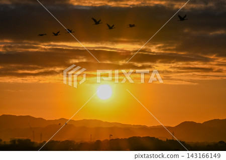 A flock of cranes flying in the dawn sky - Izumi City, Kagoshima Prefecture 143166149