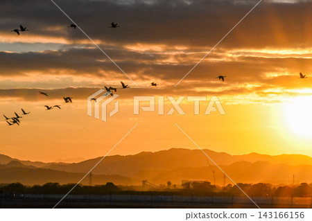 A flock of cranes flying in the dawn sky - Izumi City, Kagoshima Prefecture A flock of cranes flying in the dawn sky - Izumi City, Kagoshima Prefecture 143166156