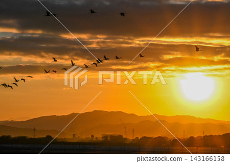 A flock of cranes flying in the dawn sky - Izumi City, Kagoshima Prefecture 143166158