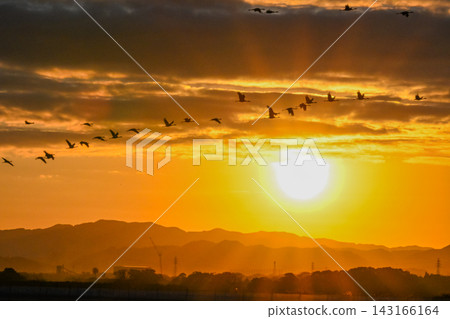 A flock of cranes flying in the dawn sky - Izumi City, Kagoshima Prefecture A flock of cranes flying in the dawn sky - Izumi City, Kagoshima Prefecture 143166164