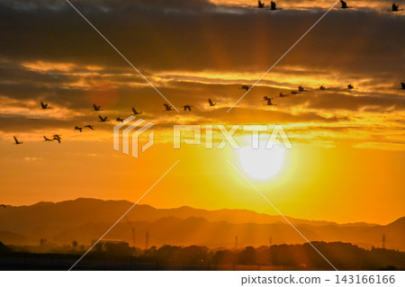 A flock of cranes flying in the dawn sky - Izumi City, Kagoshima Prefecture A flock of cranes flying in the dawn sky - Izumi City, Kagoshima Prefecture 143166166
