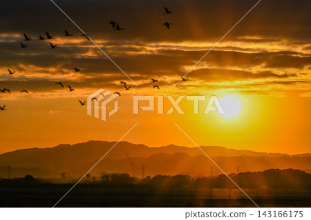 A flock of cranes flying in the dawn sky - Izumi City, Kagoshima Prefecture A flock of cranes flying in the dawn sky - Izumi City, Kagoshima Prefecture 143166175