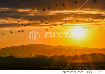 A flock of cranes flying in the dawn sky - Izumi City, Kagoshima Prefecture A flock of cranes flying in the dawn sky - Izumi City, Kagoshima Prefecture 143166179