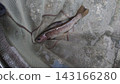 片立川的美麗炭化物② 143166280