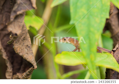 A lizard peeking its head out from the grass. A lizard peeking its head out from the grass. 143166355
