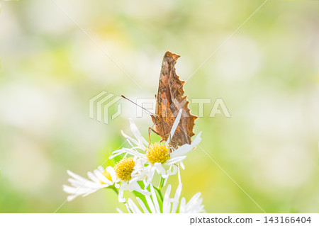A comma butterfly sipping nectar from a white flower. A comma butterfly sipping nectar from a white flower. 143166404