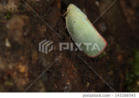 Close-up of a planthopper on concrete. Close-up of a planthopper on concrete. 143166543