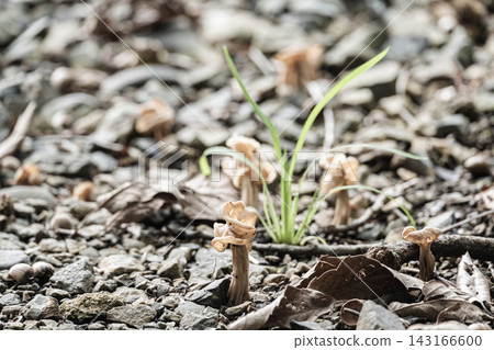 Climbing mushroom growing in gravelly soil Climbing mushroom growing in gravelly soil 143166600