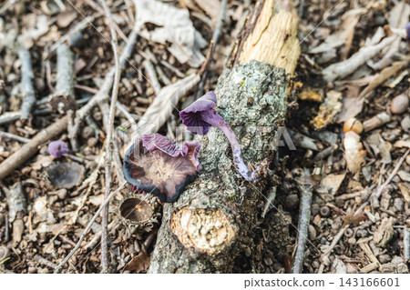 A vibrant purple mushroom growing from a fallen tree. A vibrant purple mushroom growing from a fallen tree. 143166601