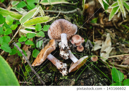 Kawamura's Cortinarius and Bitter Mushroom Kawamura's Cortinarius and Bitter Mushroom 143166602