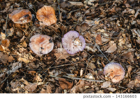 Fallen leaves in the autumn forest and a cluster of Cortinarius kawamurae mushrooms. Fallen leaves in the autumn forest and a cluster of Cortinarius kawamurae mushrooms. 143166603