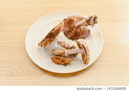 採摘的野菇:川村絲蓋傘 採摘的野菇:川村絲蓋傘 143166609