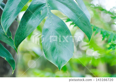 Mini Monstera, Monstera deliciosa Liebm or Philodendron ginny or Rhaphidophora terrasperma or monstera Mini Monstera, Monstera deliciosa Liebm or Philodendron ginny or Rhaphidophora terrasperma or monstera 143166720