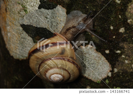 Close-up of a snail with a protrusion on its head during the breeding season. Close-up of a snail with a protrusion on its head during the breeding season. 143166741