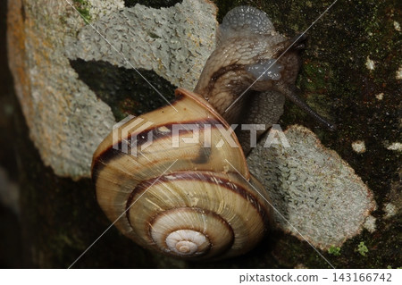 Close-up of a snail with a protrusion on its head during the breeding season. Close-up of a snail with a protrusion on its head during the breeding season. 143166742
