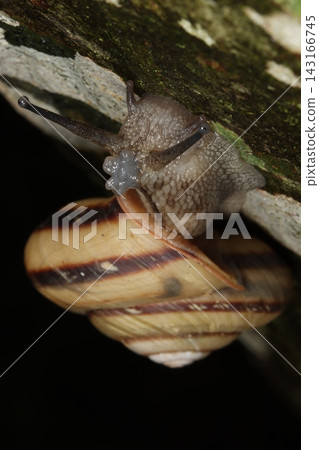 Close-up of a snail with a protrusion on its head during the breeding season. Close-up of a snail with a protrusion on its head during the breeding season. 143166745