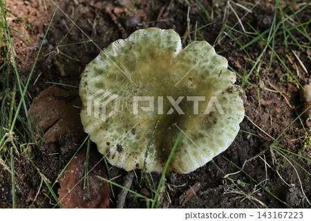 真菌,特別是藍茸(日文漢字寫作“藍茸”)。它淺綠色的菌蓋表面裂開,露出獨特的紋路。 真菌,特別是藍茸(日文漢字寫作“藍茸”)。它淺綠色的菌蓋表面裂開,露出獨特的紋路。 143167223
