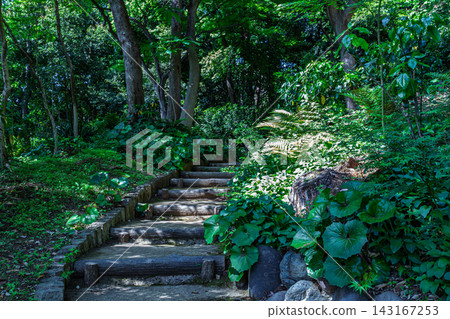 The staircase of the Higo Hosokawa Garden, adorned with the vibrant green leaves of Farfugium japonicum and deep green trees, May 2024. The staircase of the Higo Hosokawa Garden, adorned with the vibrant green leaves of Farfugium japonicum and deep green trees, May 2024. 143167253