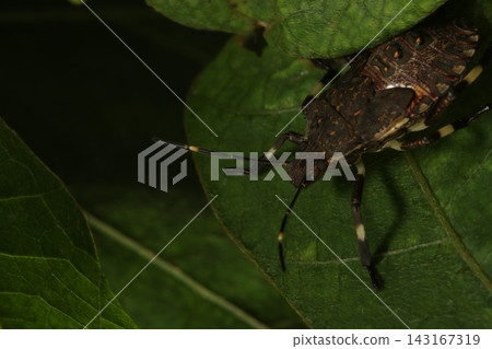 Close-up of a yellow marmorated stink bug nymph on a kudzu leaf. Close-up of a yellow marmorated stink bug nymph on a kudzu leaf. 143167319