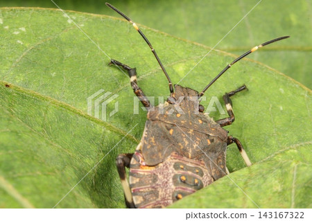 Close-up of a yellow marmorated stink bug nymph on a kudzu leaf. 143167322