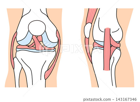 Structure of the knee joint: Front view and side view; ligaments; structure Structure of the knee joint: Front view and side view; ligaments; structure 143167346