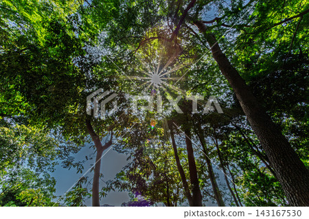 耀眼的陽光透過樹冠和翠綠的樹葉灑下。 2024年5月。 耀眼的陽光透過樹冠和翠綠的樹葉灑下。 2024年5月。 143167530