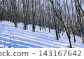 Mount Iwaki with lingering snow: The Akakura route, the beech forest along the hiking trail, and the snow surface illuminated by the slanting sunlight. 143167642
