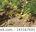 Red salvia flowers and white Formosa lily flowers 143167691