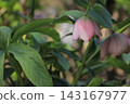 Christmas rose blooming in the garden 143167977