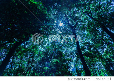 2024年5月,強烈的陽光從一片靜謐的藍色樹林上方傾瀉而下。 2024年5月,強烈的陽光從一片靜謐的藍色樹林上方傾瀉而下。 143168081