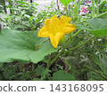 Pumpkin's yellow flower that bloomed in our garden 143168095