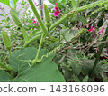 The pumpkins in our garden have buds on them. 143168096