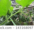 The pumpkins in our garden have buds on them. 143168097