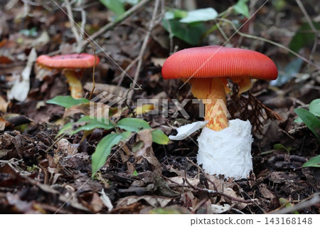鵝Hemibapha 鵝Hemibapha 143168148