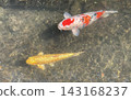 Colorful koi swimming in clear water 143168237