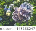 雨後的繡球花 143168247
