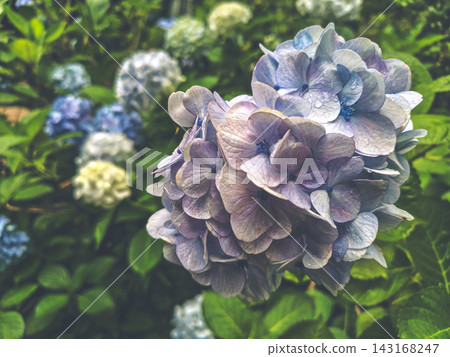 雨後的繡球花 雨後的繡球花 143168247