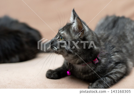 Playful grey kitten with pink collar examining plush blanket under gentle natural light Playful grey kitten with pink collar examining plush blanket under gentle natural light 143168305