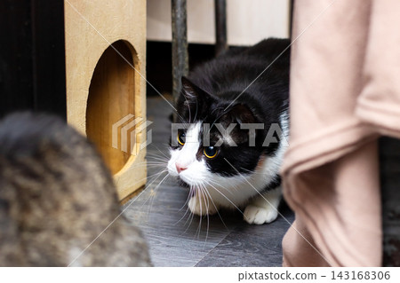 Silent cat gaze. Subtle feline eyes locked sharply. Quiet feline eyes intensely fixed on target 143168306