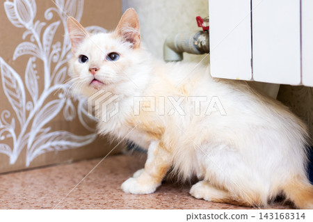 Scruffy white domestic cat sitting beside radiator on patterned wallpaper and linoleum floor, looking upward with alert curious expression indoors in warm home lighting Scruffy white domestic cat sitting beside radiator on patterned wallpaper and linoleum floor, looking upward with alert curious expression indoors in warm home lighting 143168314