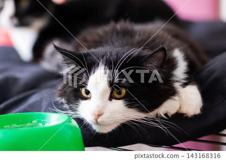 Black and white domestic cat crouched beside green food bowl on bed with soft bedding and alert gaze in indoor setting Black and white domestic cat crouched beside green food bowl on bed with soft bedding and alert gaze in indoor setting 143168316